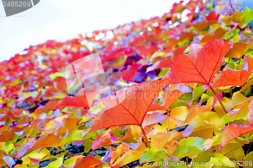 Image of autumnal painted leaves