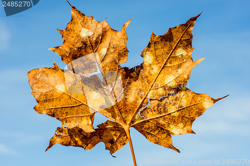 Image of old maple leaf with cracks and holes on a blue sky