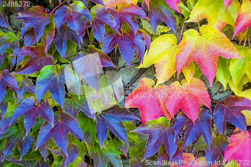 Image of autumnal painted leaves