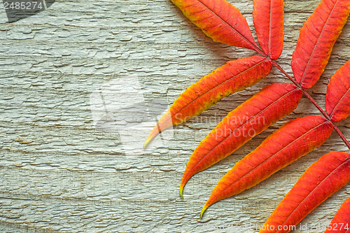 Image of Autumnal leaves