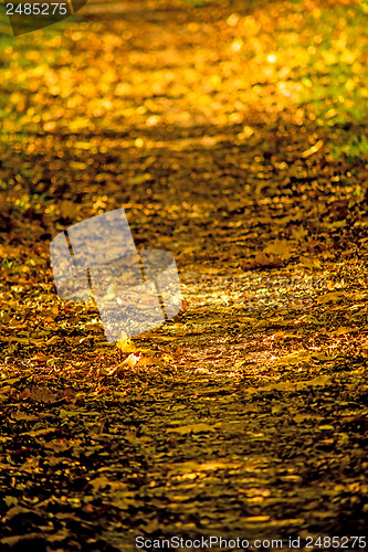 Image of autumnal painted leaves in evening sun on a way