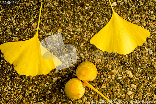 Image of Ginkgo leaves and fruits in autumnal color