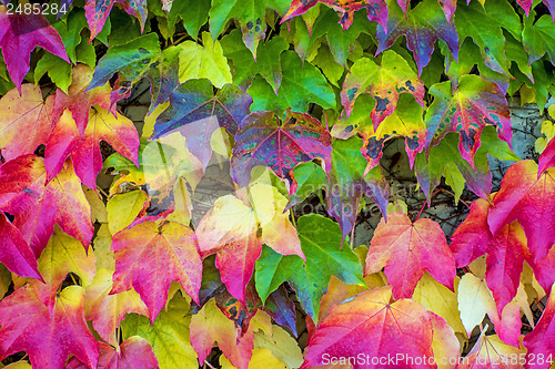 Image of autumnal painted leaves