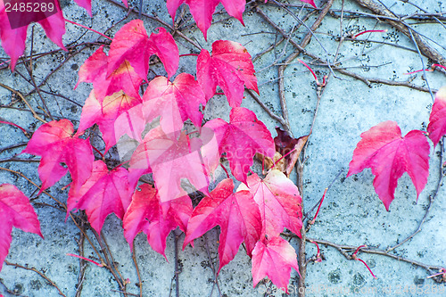 Image of autumnal painted leaves