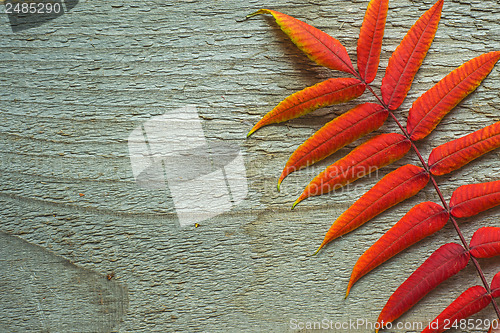 Image of Autumnal leaves