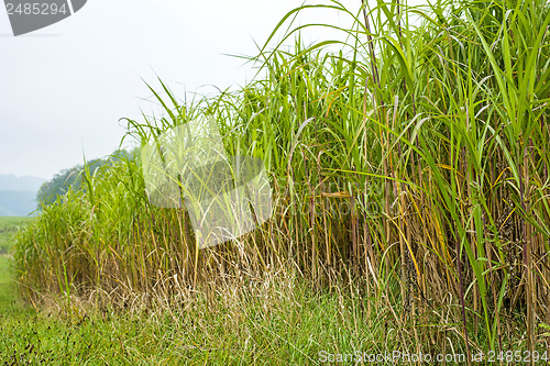 Image of switch grass