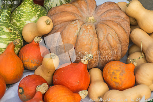 Image of squash in different kinds