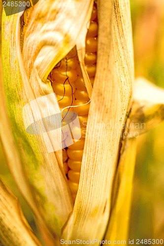 Image of Ripe corn with peel