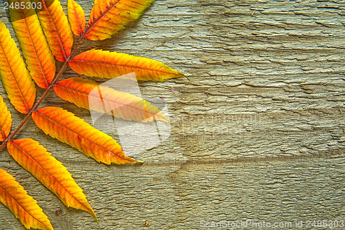 Image of Autumnal leaves