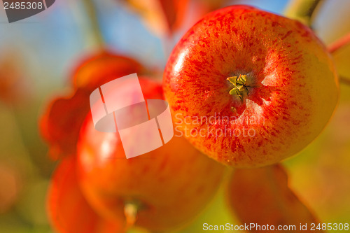 Image of apple in warm evening sun