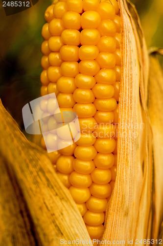 Image of Ripe corn with peel
