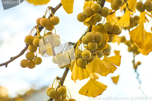 Image of Ginkgo leaves and fruits in autumnal color