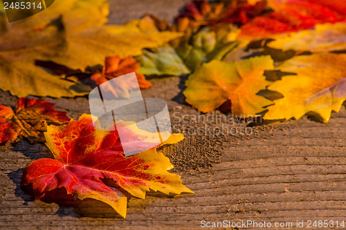 Image of autumnal painted leaves in evening sun
