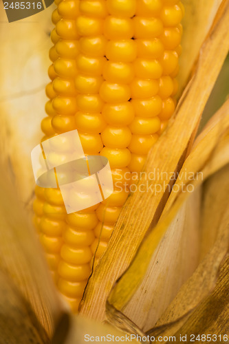 Image of Ripe corn with peel