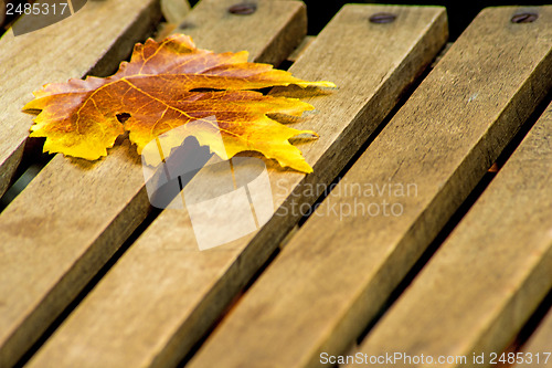 Image of leaf on a garden chair
