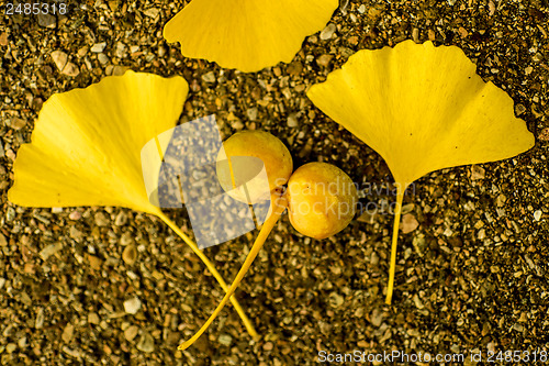 Image of Ginkgo leaves and fruits in autumnal color