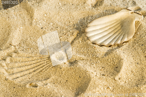 Image of Scallop at a beach