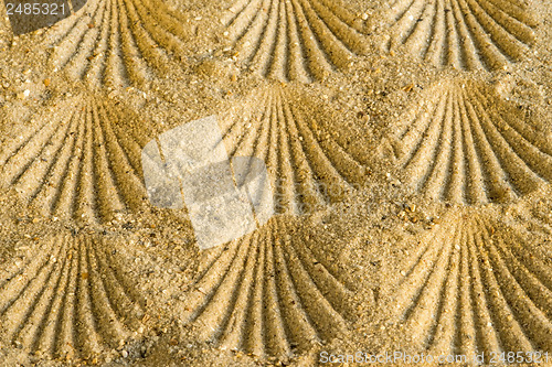 Image of Scallop at a beach