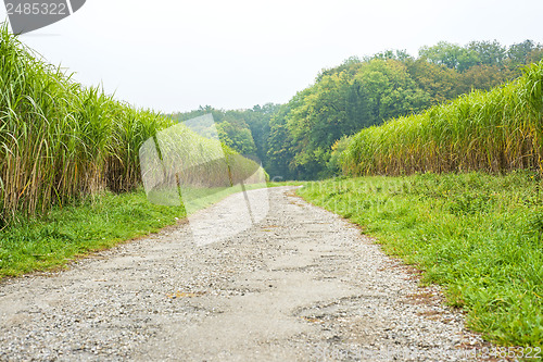 Image of switch grass