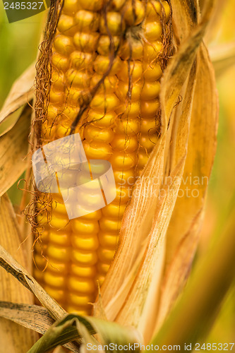 Image of Ripe corn with peel