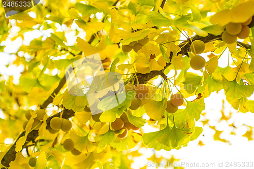 Image of Ginkgo leaves and fruits in autumnal color