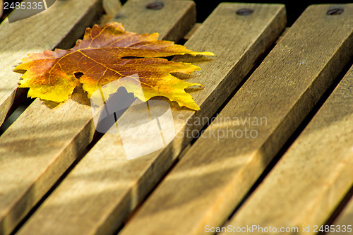 Image of leaf on a garden chair