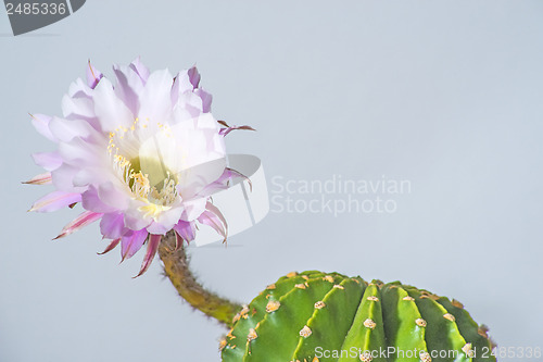 Image of Echinopsis eyriesii