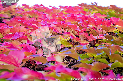 Image of autumnal painted leaves