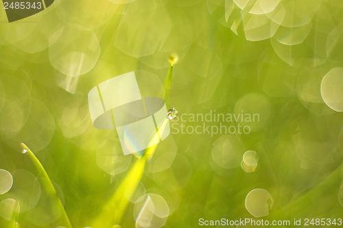 Image of grass with dew drops