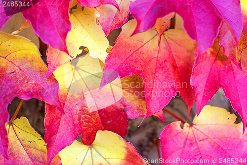 Image of autumnal painted leaves