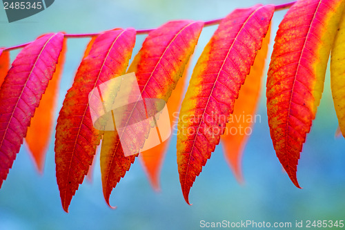 Image of Ash tree with autumnal painted leaves