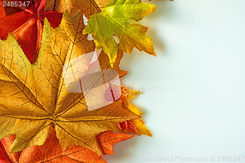 Image of Autumnal leaves