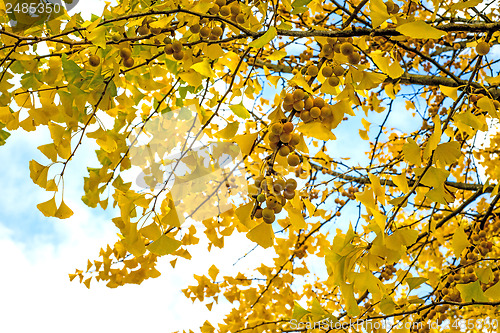 Image of Ginkgo leaves and fruits in autumnal color