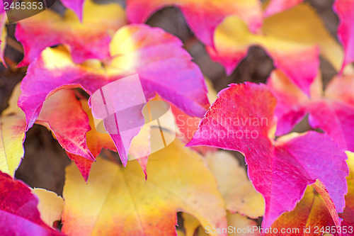 Image of autumnal painted leaves