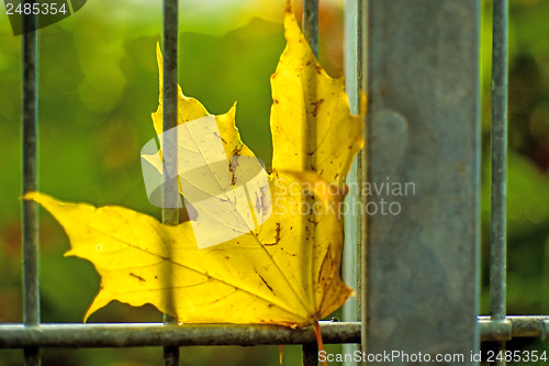 Image of autumnal painted maple leaf in a gate