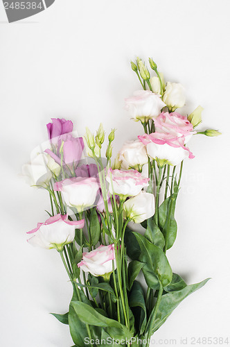 Image of Beautiful eustoma bouquet