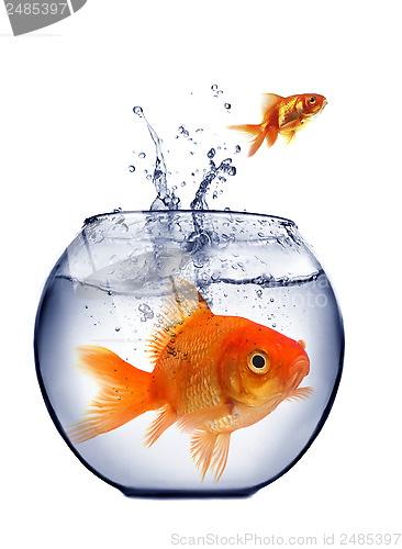 Image of goldfish jumping out of the water 