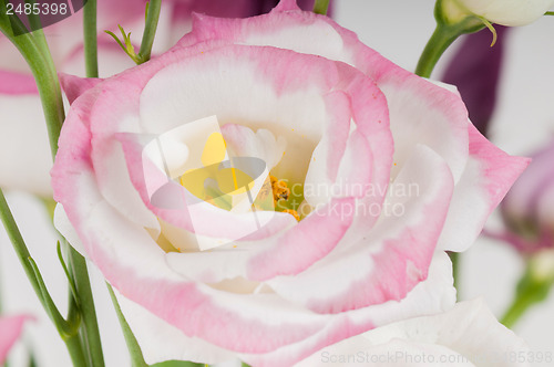 Image of Macro eustoma flower