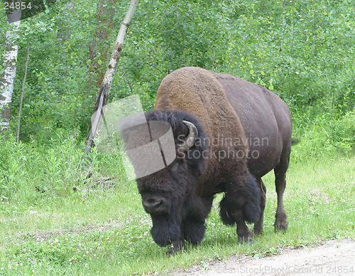 Image of bison