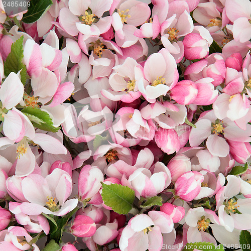 Image of Apple Blossom Beauty