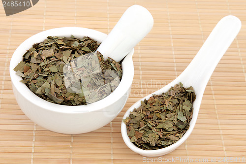 Image of Ginkgo  