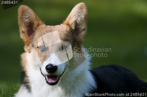 Image of corgi pup