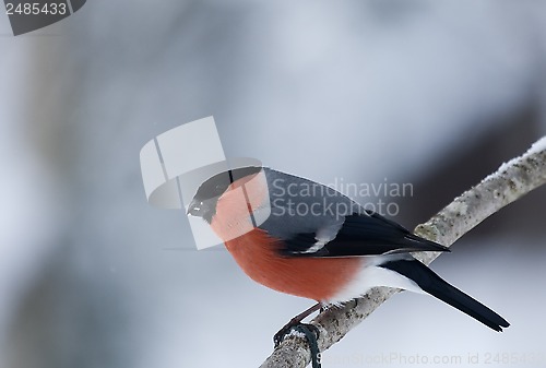 Image of bullfinch