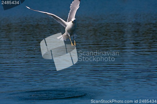 Image of seagull