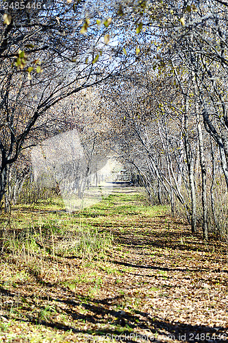 Image of autumn arch