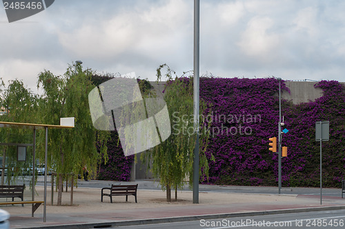 Image of Climbing plants on a wall