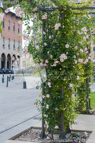 Image of Climbing plants on a pole