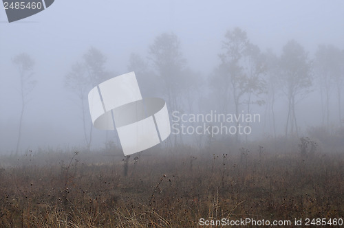 Image of Bare Trees in Thick Fog