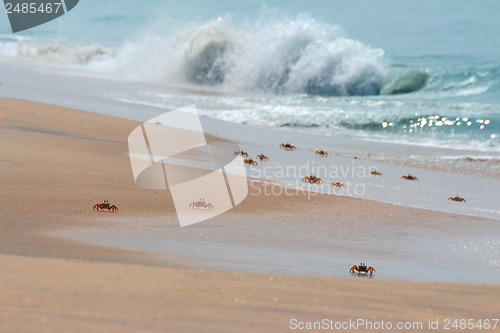 Image of many crabs on beach