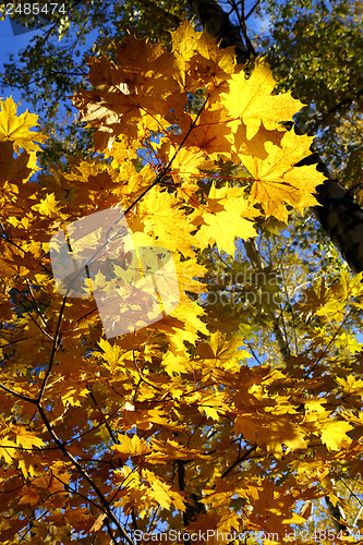 Image of autumn yellow leaves